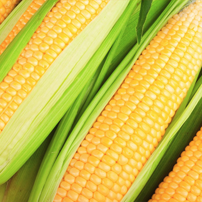 Ochrona kukurydzy