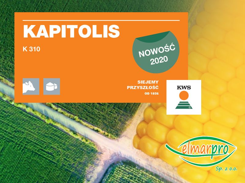 Nowa odmiana kukurydzy KAPITOLIS