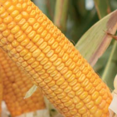 Wykorzystaj w pełni potencjał plonowania kukurydzy