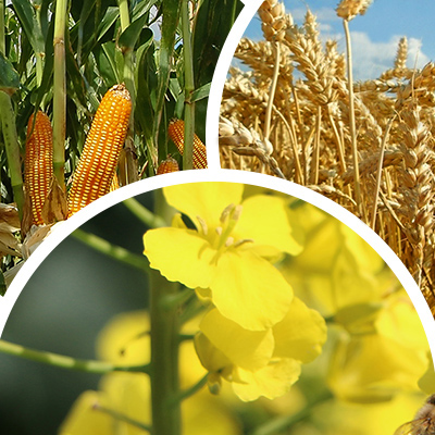 Ziarno kukurydzy do produkcji grysu kukurydzianego