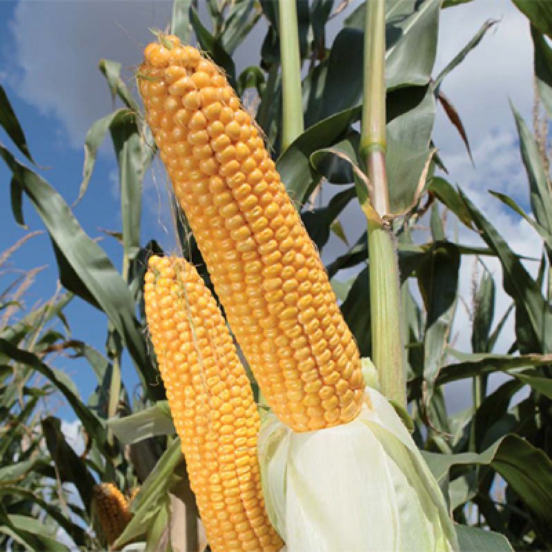Nowa oferta dotycząca nasion kukurydzy