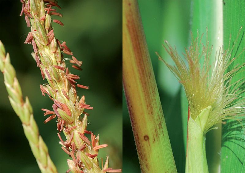 Uprawa kukurydzy w warunkach zagrożenia suszą