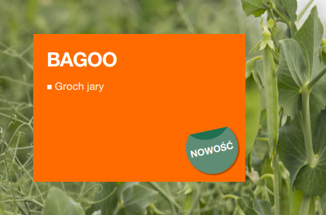 bagoo - groch jary