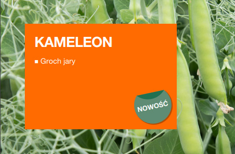 kameleon - groch jary