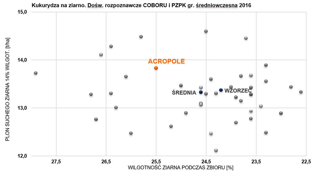 ACROPOLE - kukurydza