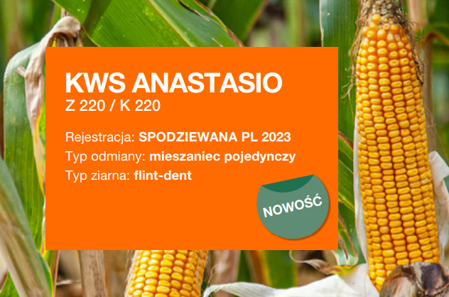 kukurydza jara kws anastasio