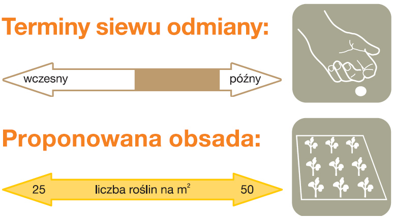 rzepak ozimy FALICIANO KWS 1